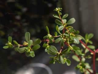 Pruning purslane