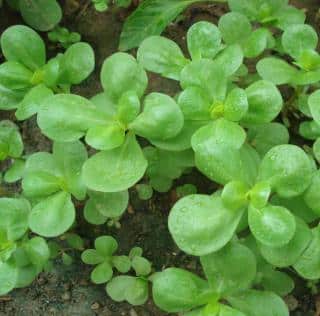 Benefits of purslane