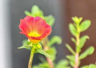 Harvesting purslane