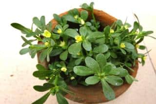 Potted purslane