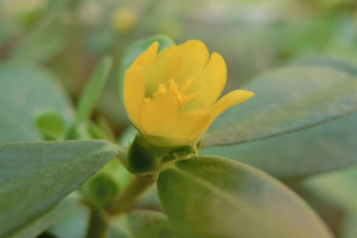 Purslane