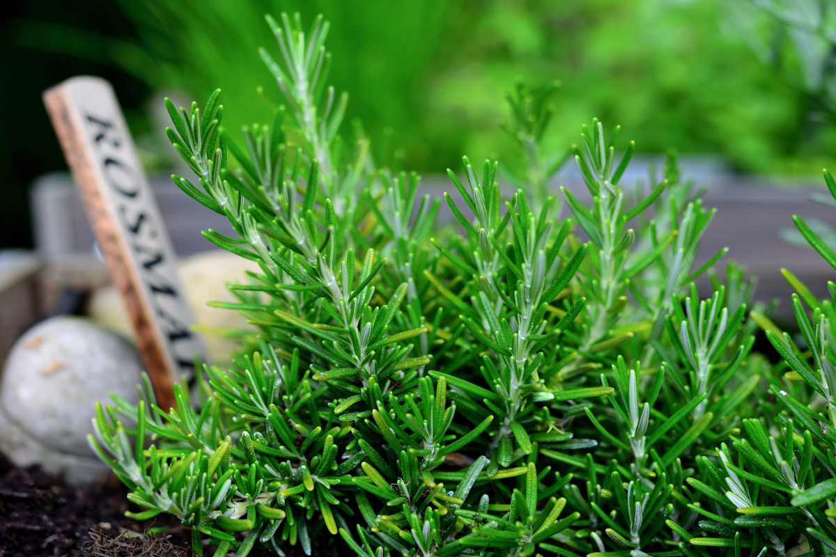 Health benefits of rosemary