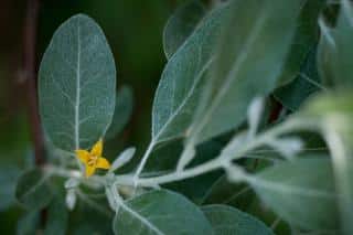 russian olive pruning