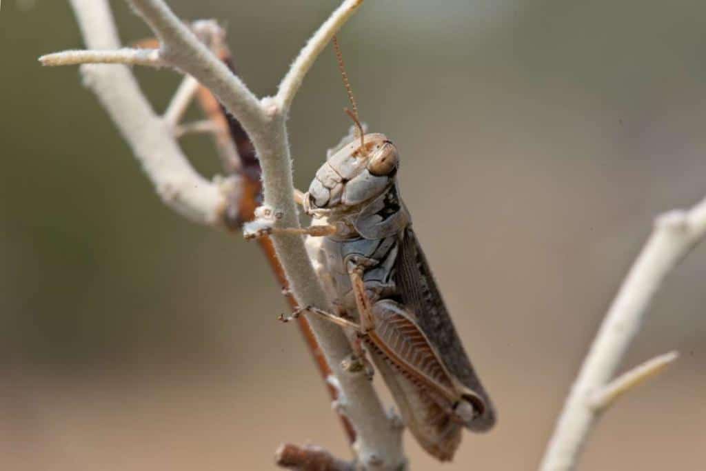 Biological control of russian olive