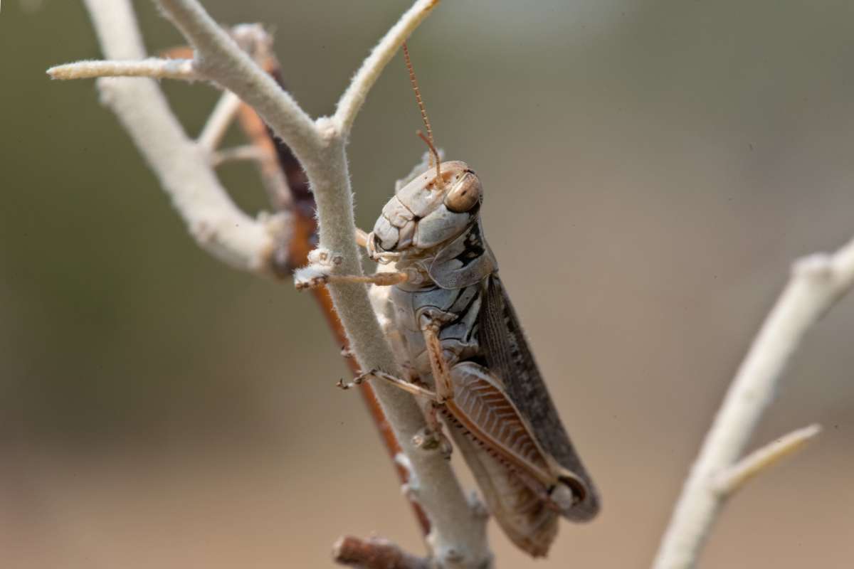 Biological control of russian olive