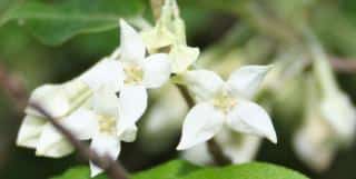 Russian olive flower