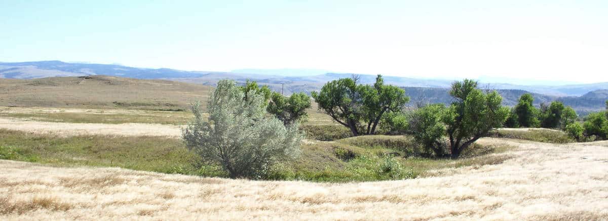 Grassroots campaign against russian olive