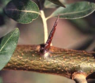 Pruning russian olive