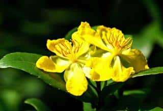 Treating depression with Saint John's wort