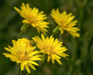 Difference is that black salsify has yellow flowers