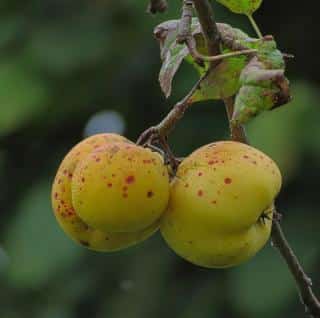 Scab is brown spots on fruits