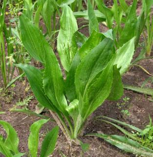 Sowing black salsify