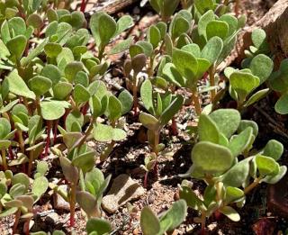 Sowing purslane