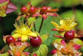 St John's wort flower and fruit