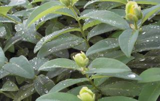 St John's wort hedge