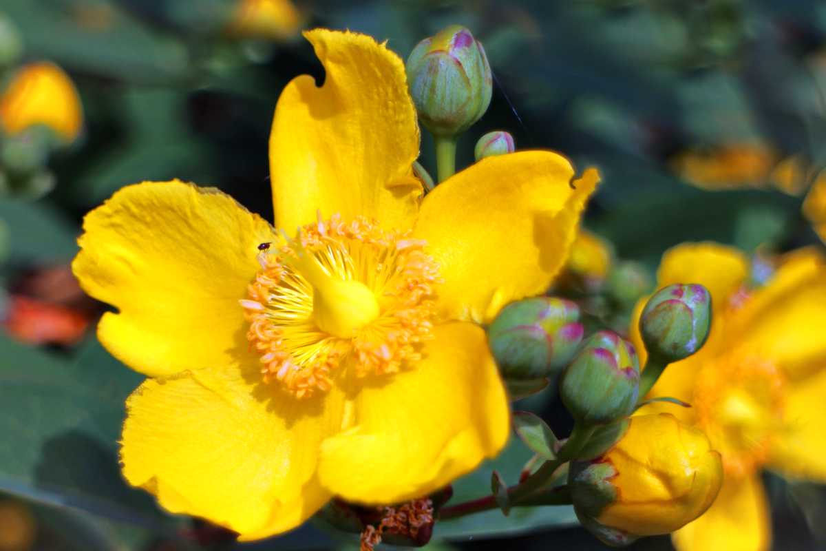 Saint John's wort