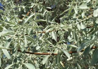 stop spread russian olive