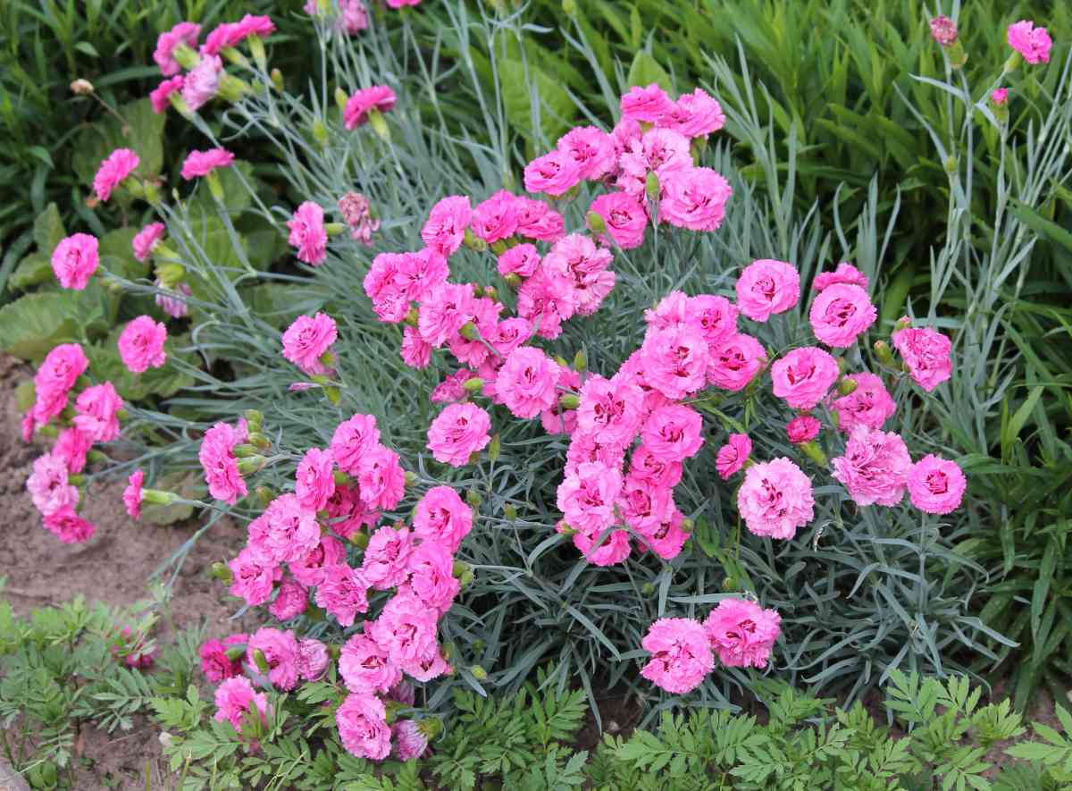 Garden pink - Dianthus plumarius