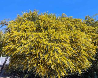 Acacia retinodes, the 4 seasons mimosa