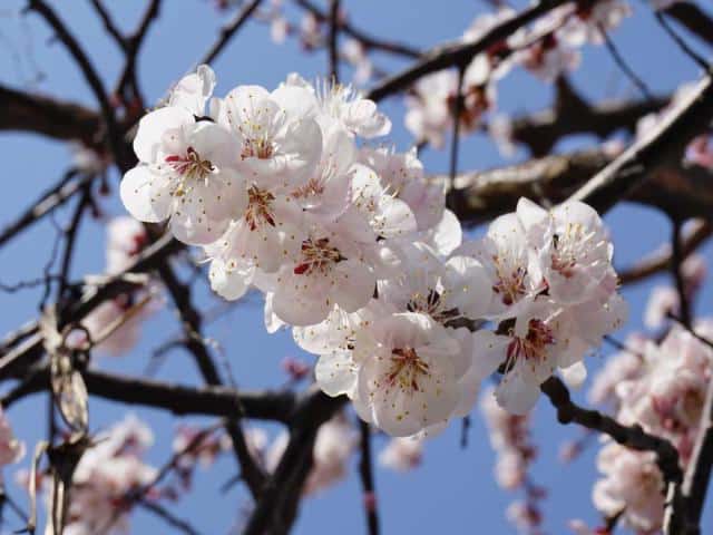 Apricot flower