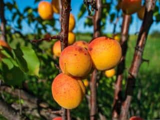 Pruning apricot