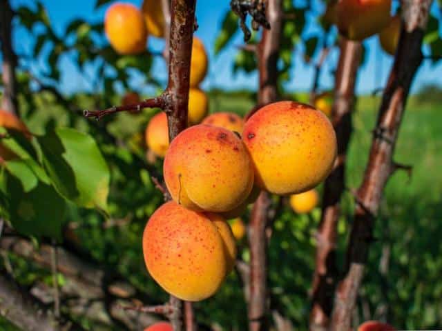 Pruning apricot