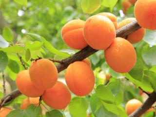 apricot tree