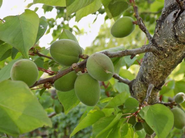 apricot tree care