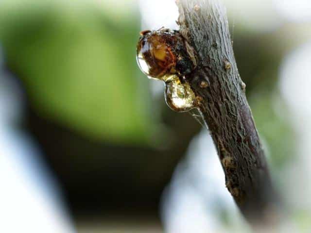 apricot tree diseases
