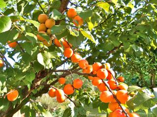 apricot tree fruit