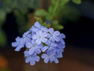 blue cape leadwort