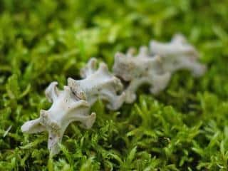 Bone fertilizer for vegetables