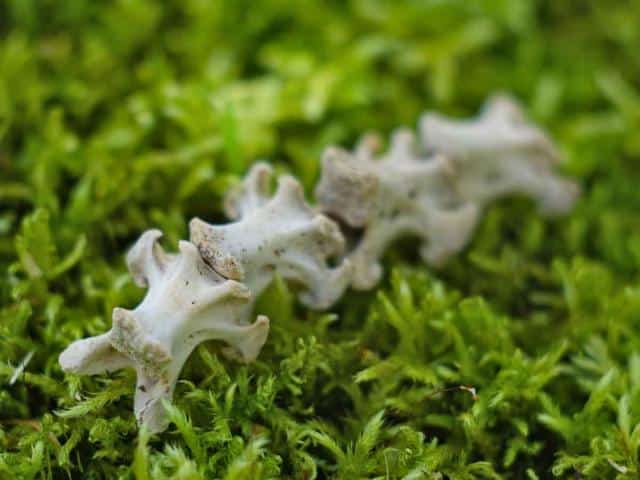 Bone fertilizer for vegetables