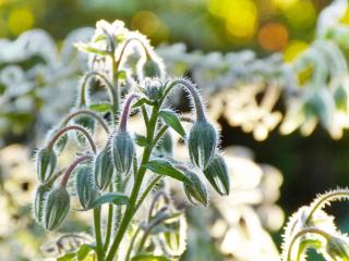 borage dermatitis