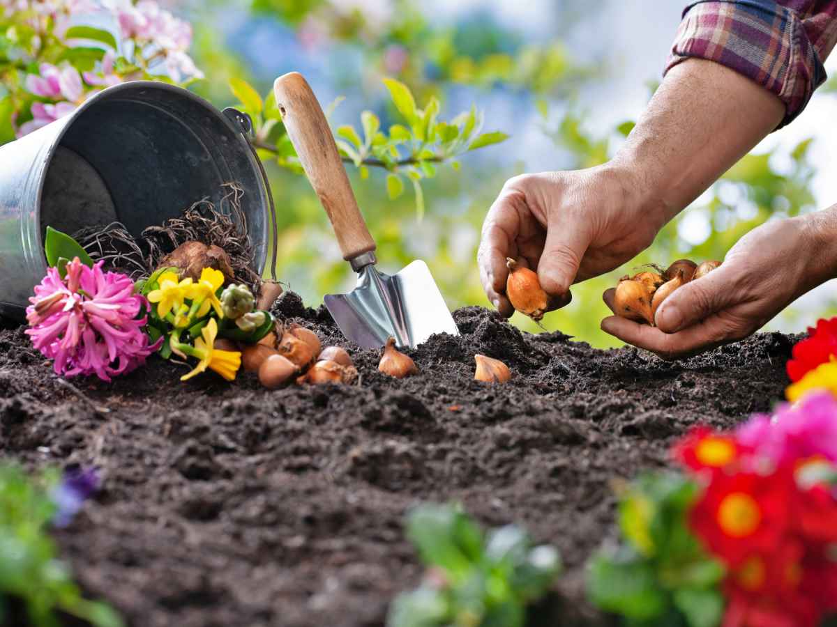 Planting bulb