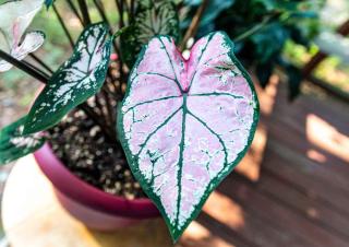 Caladium exposure