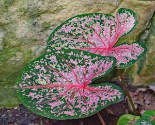 Planting caladium