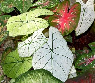 Varieties of caladium