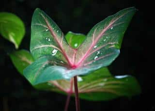 Watering caladium