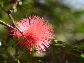 Calliandra