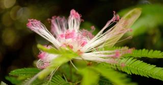 Calliandra problems