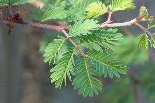 Pruning Calliandra