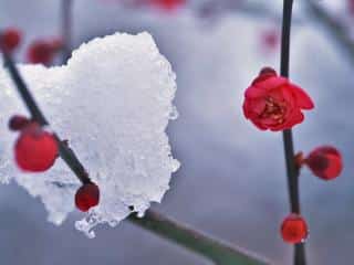 Camellia cold care