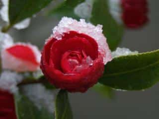 Camellia snow blooming