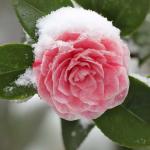 Camellia winter blooming shrub