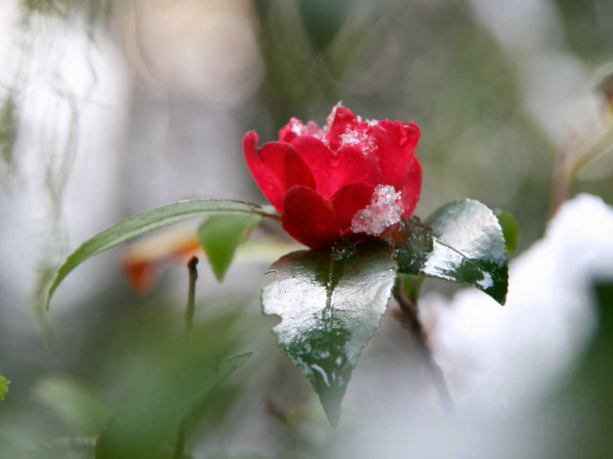 Camellia winter