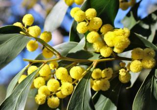 Caring for potted mimosa