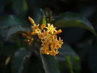 cestrum