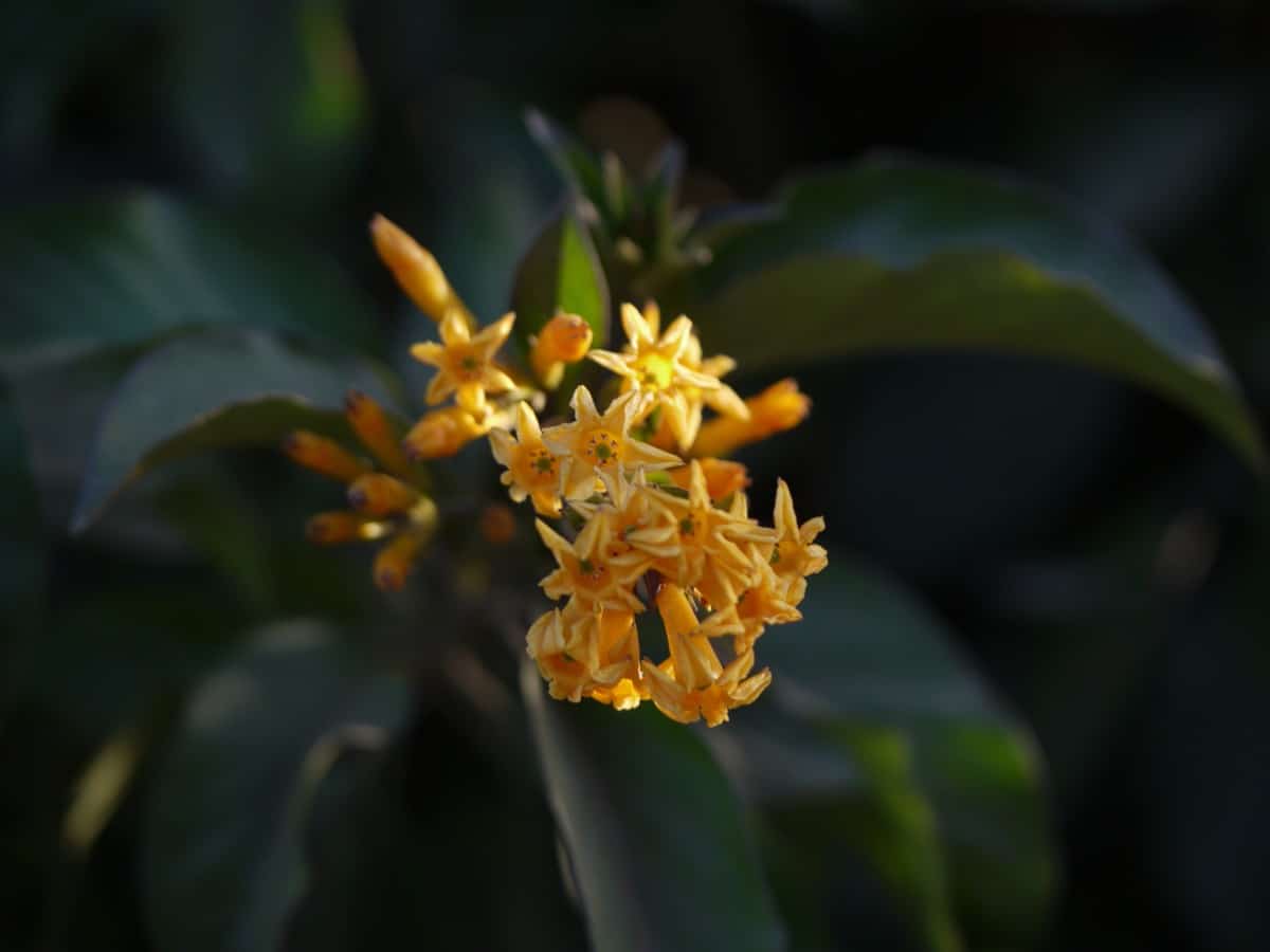 cestrum