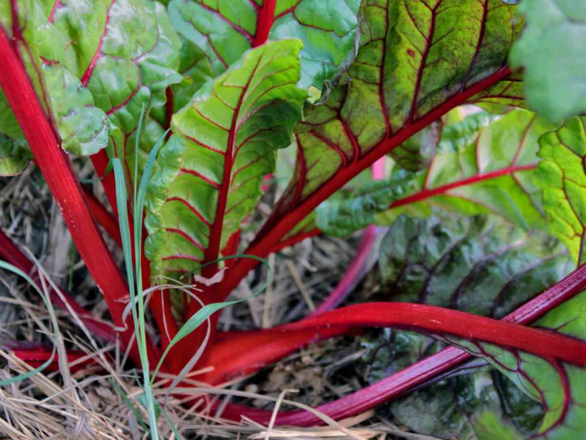 Chard